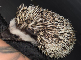 Male baby hedgehog with Vivarium