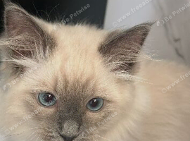 7 month old male ragdoll