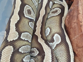 Royal pythons