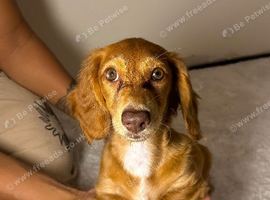 I have 3 Stunning Miniature Dachshund Girls &ndash; Long Hair, Smooth Coat & Rare Chocolate Dapple