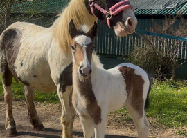 Mare with foal at foot