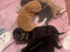 5 Gorgeous Kittens &ndash; Ready 16th September