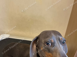 Minature Dachshund