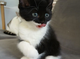 Kitten