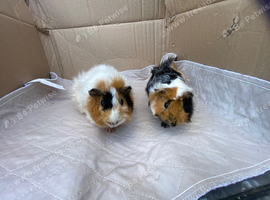 Female Guinea pigs