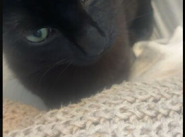 Male cat 7 months,looking for a new home