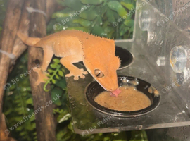 Crested gecko