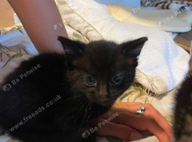 1 beautiful kitten left ready to leave