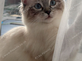 Pure ragdoll kitten
