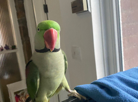 Alexandrine parakeet + cage + food
