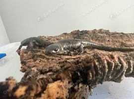 2 Spanish Ribbed Newts: Unsexed, Related