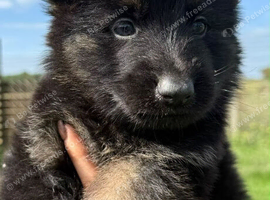 German Shepherd Puppies for sale