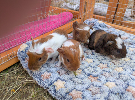 2 baby guineapig boars