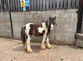 Beautiful Yearling gelding