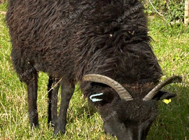 Hebridean ewe