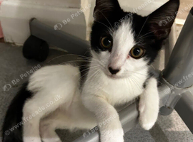 Male kitten