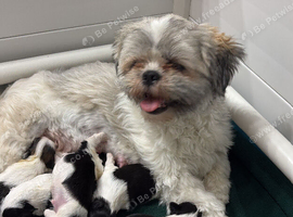 RKC Registered Lhasa Apso Puppies - Home Raised