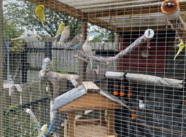 Closing down Aviary