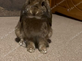 Male mini lop