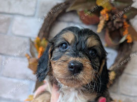 Show type cockapoo puppies DNA clear