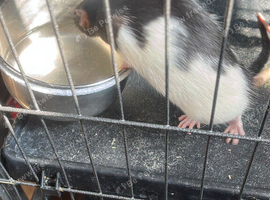 2  rats and large cage