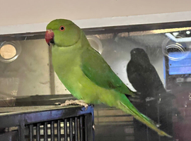 Stunning young Indian ringnick parrot