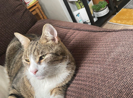 Tabby cat he&rsquo;s male nearly 9 years old very good cat litter trained microchipped
