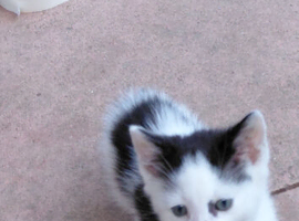 Gorgeous kittens for sale