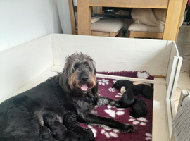GORGEOUS GOLDENDOODLE PUPPIES READY NOW!!