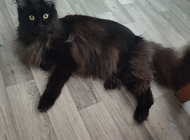Re homing Maine Coon