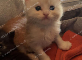 Maine coon mix