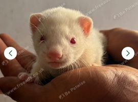 Jill ferret