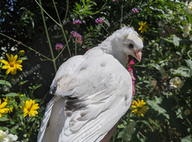 Hand reared fancy young pigeons!