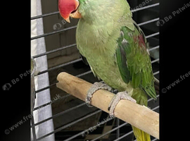 Male 5 years old