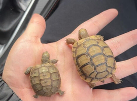 Healthy baby tortoises