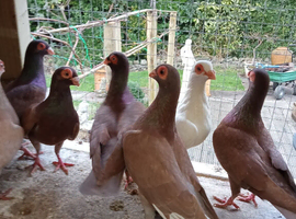 pigeons english barbs