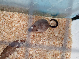 Gerbil