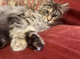 Maine Coon cat for sale