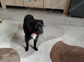 Dog for sale