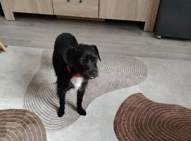 Dog for sale