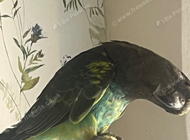 Rare blue bellied Myers parrot male