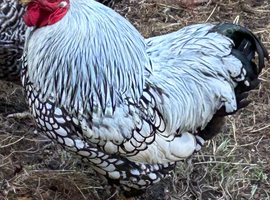 Bantam Silver Laced Wyandotte cockerel