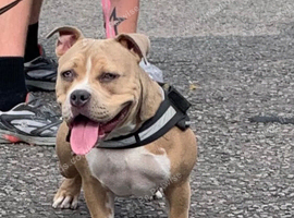 Pocket bully female