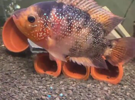 Flower horn for rehoming