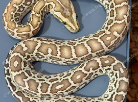 Dwarf Hypo Het Granite Het Albino Burmese python