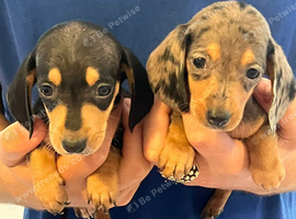 Puppy miniature Dutch hounds
