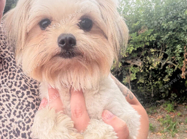 Beautiful Maltese