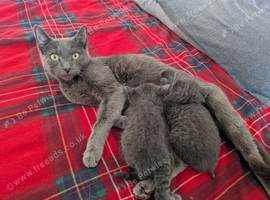 2 beautiful russian blue female kittens