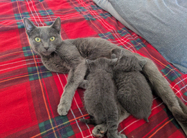 2 stunning female russian blue kittens