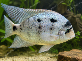 Argentea